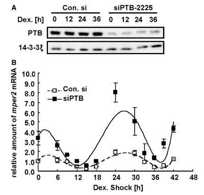 A. NIH 3T3 세포에 PTB에 대한 siRNA를 처리해 일주기 실험시간 동안 효과적으로 PTB 발현이 억제된 것을 확인 B. PTB발현을 억제시켰을 때 per2 mRNA oscillation 양상비교