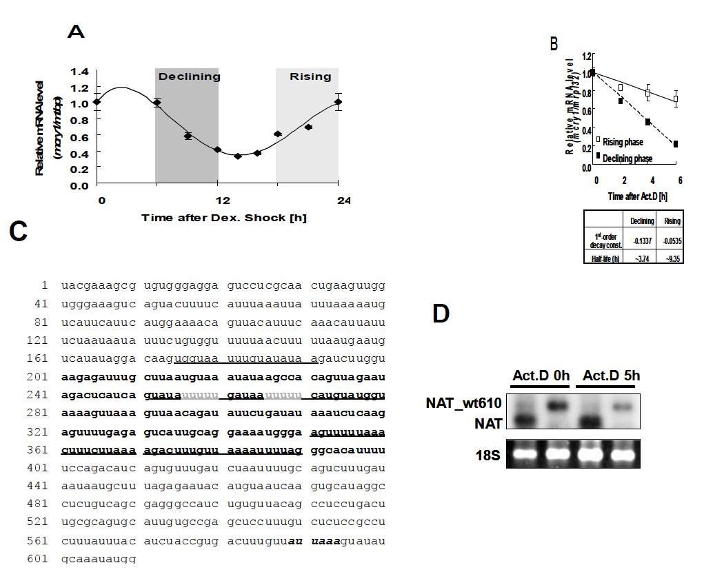 (A) mcry1 mRNA의 24시간 주기의 진동 프로파일 (B) declining phase와 rising phase 각각에 대해서 actinimycin D를 처리 후 mRNA 분해속도를 비교한 결과 (C) mouse cry1 mRNA 3'UTR 염기서열 (D) NAT 리포터에 cry1 3'UTR을 결합하여 actinimycin D 처리후 양을 비교