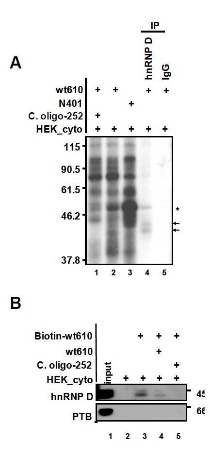 (A) in vitro 전사된 동위원소 표지된 UTR과 세포질 분획을 결합시켜 UV-cross linking, RNase 처리후 hnRNP D 항체를 이용해 IP한 결과 (lane4) (B) biotin-UTR에 세포질 분획을 섞어주고 streptavidin pull-down 후 western 결과.