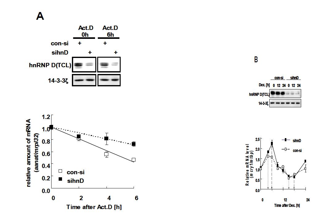 (A) siRNA를 사용해 hnRNP D의 발현을 억제시킨 후 cry1 3'UTR이 연결된 리포터 mRNA의 분해속도 측정결과 검은색 사각형(sihD)의 경우 분해속도가 감소함을 확인할 수 있음. (B) A와 동일하게 siRNA를 처리후에 NIH3T3세포에서 cry1의 진동을 비교한 결과 hnRNP D발현을 억제했을때 진폭이 증가하고 위상이 늦춰짐을 확인함.