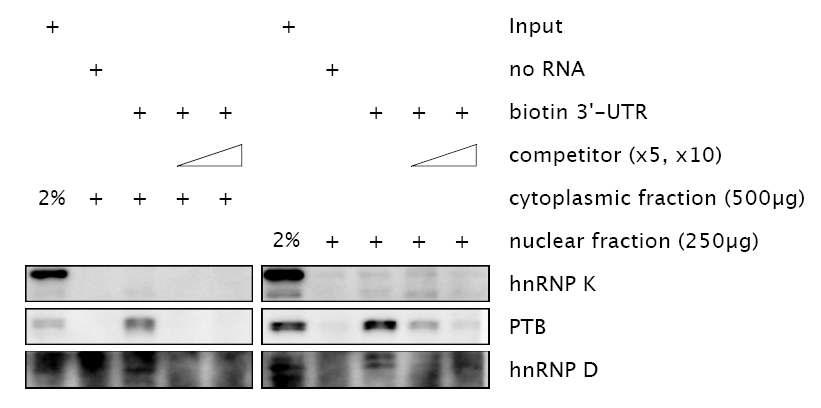 biotin 표지된 per3 mRNA 3'UTR에 extract을 붙이고 streptavidin bead로 pulldown 하여 항체로 반응시킨 결과