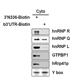 biotin으로 각각 표지된 rat mRNA와 소(bovine)의 AANAT UTR에 결합하는 단백질을 웨스턴으로 확인