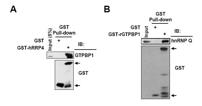 in vitro에서 추출한 단백질들끼리의 결합력 확인 (A) GTPBP1과 RRP4의 결합과 (B) GTPBP1과 hnRNP Q의 직접적인 결합을 확인