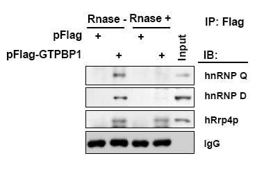 FLAG-tag 달린 GTPBP1을 세포에 발현시켜 면역침전 반응을 통해 단백질간의 결합을 확인 시에 RNase를 처리하고 안하고의 차이를 확인