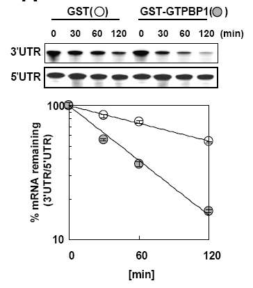 in vitro decay assay 결과 GTPBP1을 더 넣어줬을 때 분해속도가 빨라짐