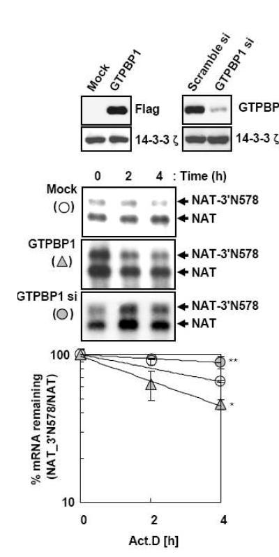 세포내에 GTPBP1을 과발현시키거나 발현억제를 시켰을때 분해속도의 비교를 actinomycin D를 처리후에 관찰함.