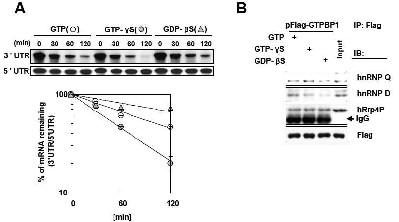 (A) GTP analogue(0.5uM)를 사용했을때 in vitro에서 mRNA 분해속도 비교 (B) 같은 농도에서 단백질간의 결합 비교