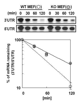 정상쥐와 GTPBP1이 결실된 생쥐에서 추출한 MEF세포추출물을 이용한 분해속도비교실험에서 GTPBP1 KO의 경우 분해속도 저해를 관찰함