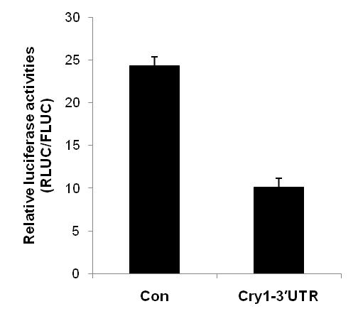 Luciferase 뒤에 Cry1-3'UTR이 들어갈 경우 reporter의 발현이 저해됨.