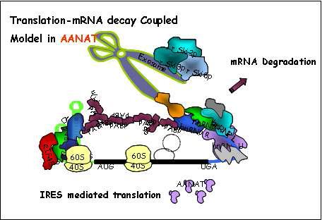 AANAT에서 mRNA 분해와 번역 조절모델