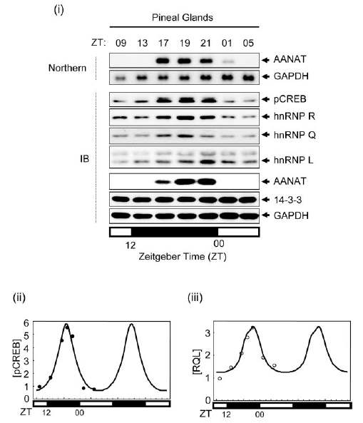쥐의 송과선에서 밤낮에 따른 AANAT와 결합단백질의발현양상