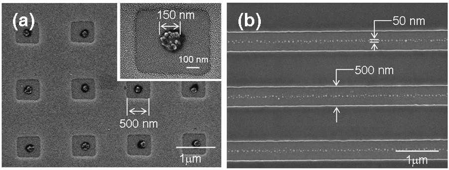 500 nm의 PR 패턴을 가진 1 cm × 1 cm Si wafer위에 20 nm gold 나노입자로 집속패턴된 (a) 150 nm dots와 (b) 50 nm lines