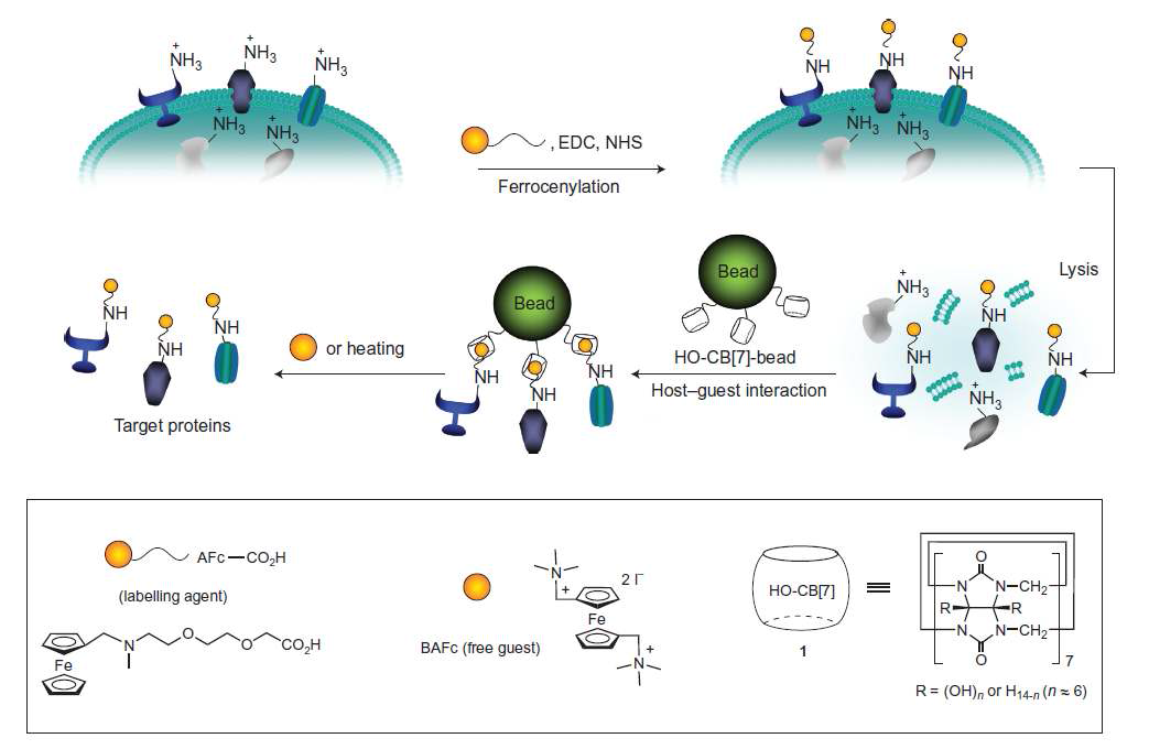 하이드록시 CB[7]-bead와 페로센 유도체를 이용한 세포막 단백질 분리 및 회수 과정 모식도.
