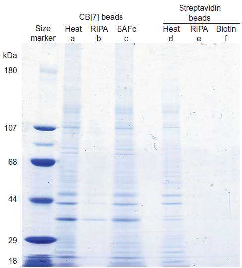CB[7]과 페로센 유도체간의 경쟁적 상호작용을 이용한 세포막 단백질의 회수를 보여주는 SDS-PAGE 결과.