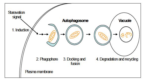 Autophagy의 모식도