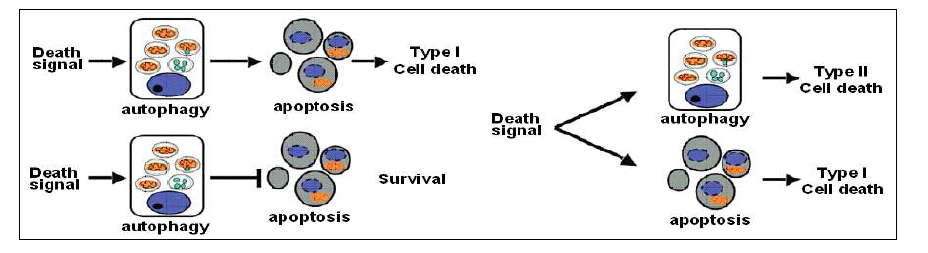 Autophagic cell death 정의