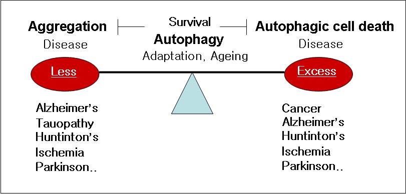 Autophagy, cell death aggregation 질병연계성 모식도