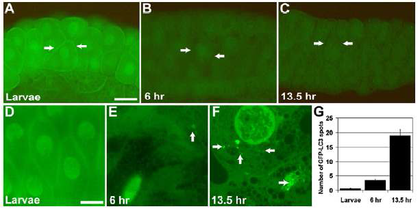 Drosophila에서의 autophagic cell death 연구 Ref. Cell 2007, Eric H. Baehrecke