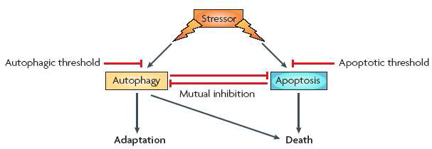 Apoptosis와 autophagy의 관계