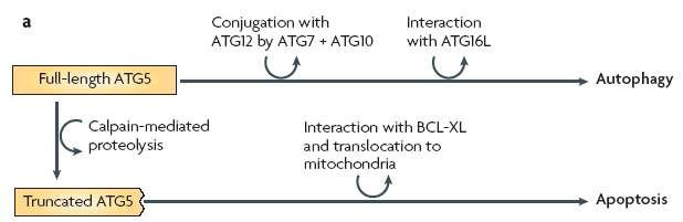 Atg5의 dual 역할