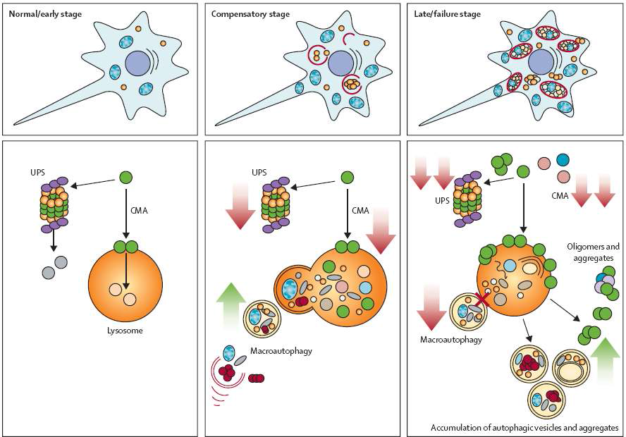 CMA에 의한 a-synuclein의 분해 기작 설.