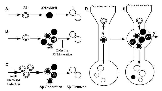 Ab level의 증가에 따른 AV(Autophagic Vacuole)의 축적 모델