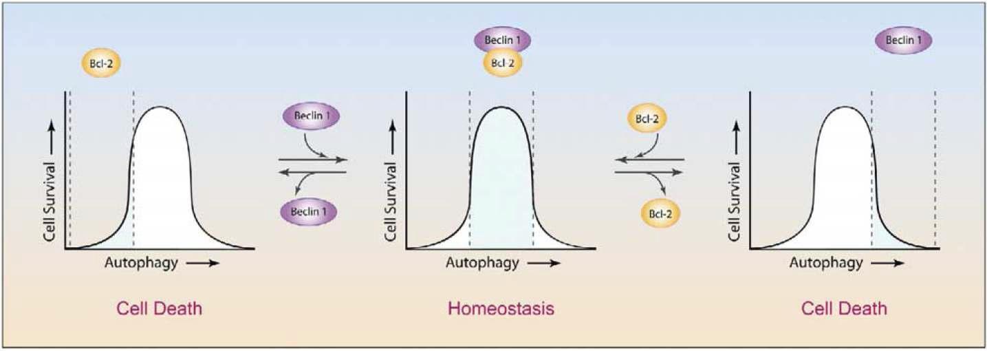 Beclin 1과 Bcl-2의 interaction에 의한 Cell death및 autophagy 조절 관계 설명.