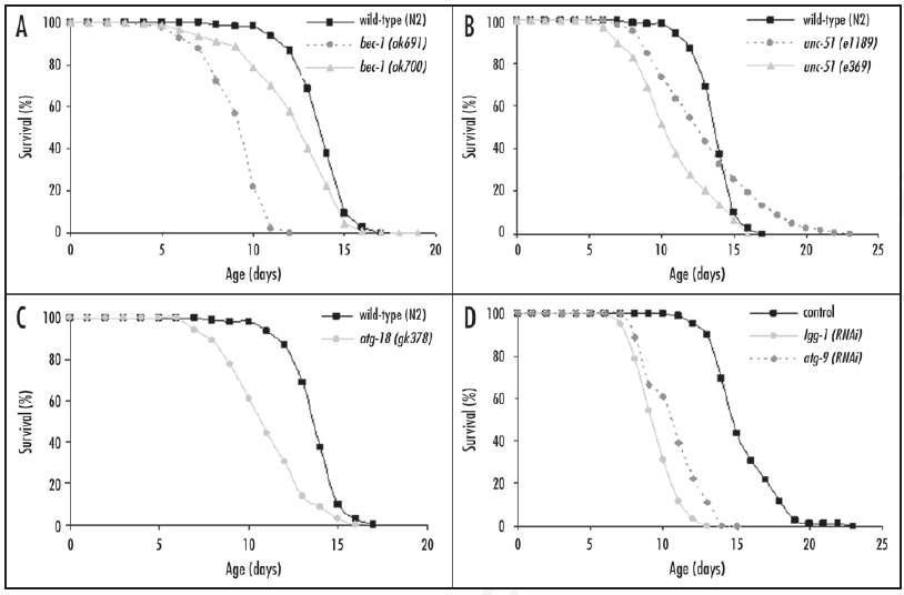 Autophagy 유전자의 돌연변이에 의한 C. elegans 수명의 감소.