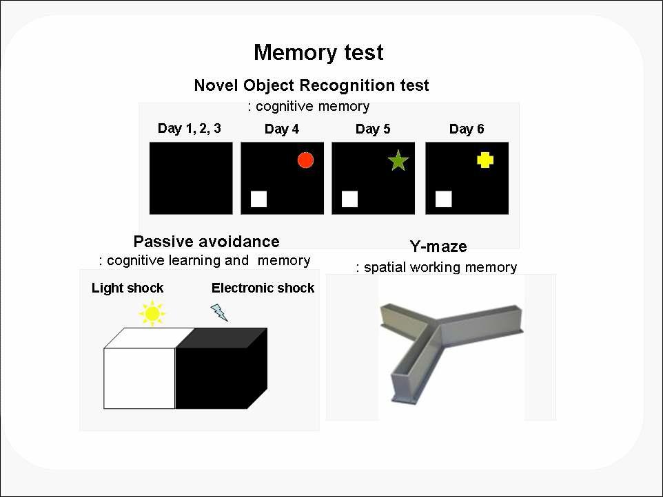 Memory test(본 연구실)