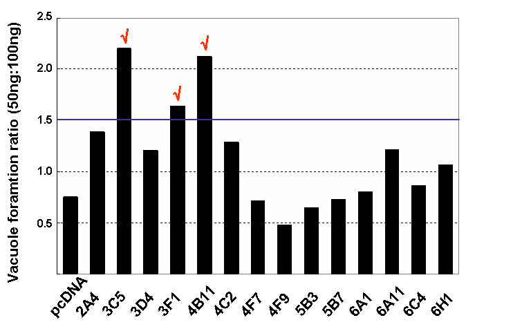 GFP-LC3를 이용한 functional screening에서 얻은 positive clones