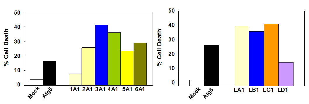 Effect of positive clones on Atg5-induced ACD. HeLa 세포에 GFP-Atg5와 1st screening결과 얻은clone들을 동시 과발현 시킨 후, Atg5-induced ACD를 inhibition.