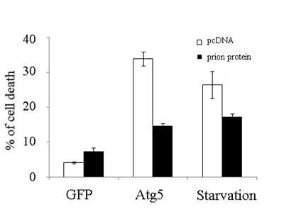 Prion protein의 Atg5-induced ACD 억제 효과