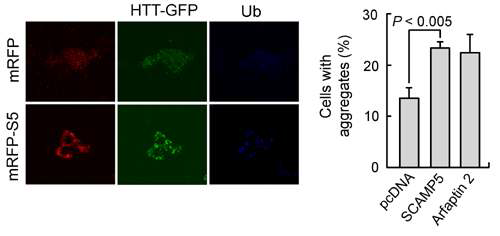 Rat striatal 뇌세포에서 SCAMP5에 의한 돌연변이 헌팅틴 (Htt)의 응집 증가