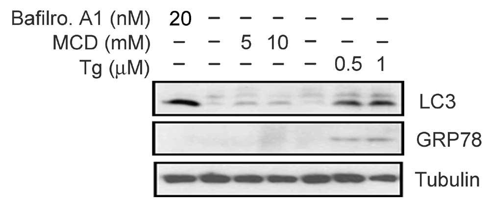 Endocytosis와 autophagic clearance