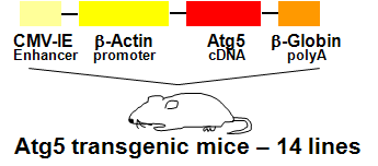 Atg5 Tg mice 제작