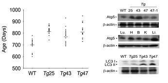 Atg5 Tg mice의 longevity(a) 및 transgenic line과 tissue에 따른 Atg5 발현량 조사 (b)