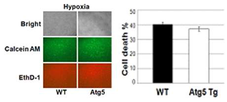 Primary cultured MEF에서 hypoxic damage에 대한 민감도 조사