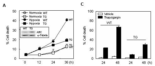 ARC tg mice의 primary cell에서 ischemic/hypoxic cell death 저항성