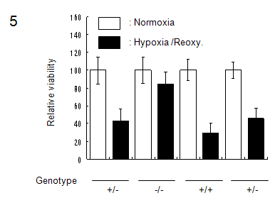 E2-25K/Hip-2 deficient neuron이 hypoxia/reoxygenation stress에 대한 저항성