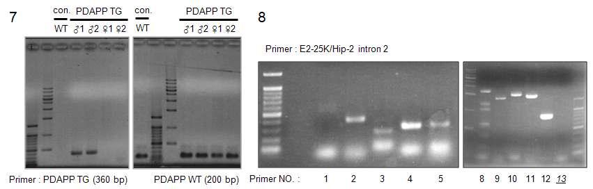 PDAPP 쥐와 E2-25K/Hip-2 knockout 쥐의 genetype 확인