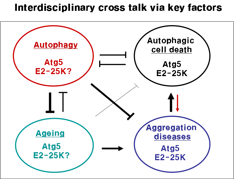 Autophagy, cell death와 disease관계