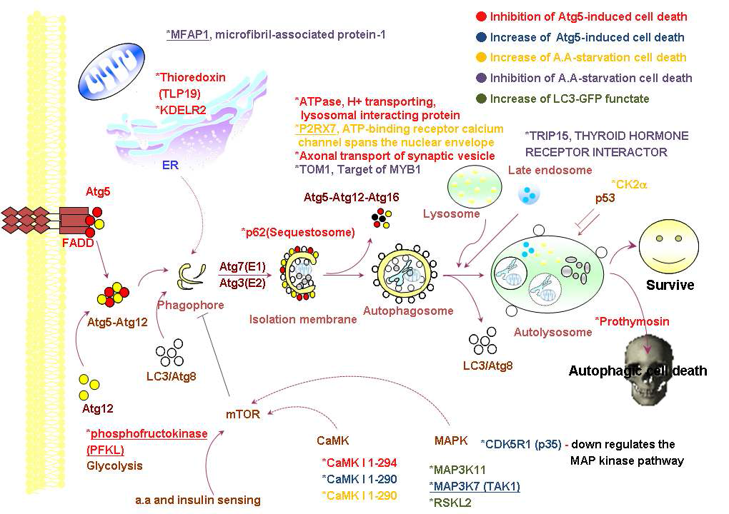 Autophagy/cell death signaling map 작성