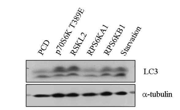 Autophagy를 증가시키는 유전자인 RSKL2의 LC3 conversion 확인