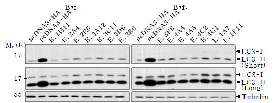 Western blot을 이용한 LC3-Ⅰ에서 LC3-Ⅱ로의 conversion조사. E.; ER-resident pool, L.; lysosome-resident pool