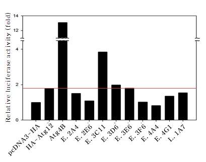 Luciferase activity를 이용한 Atg4B의 activity 측정.