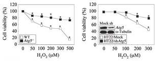 Atg5 knockout MEFs와 HT22/shAtg5 세포에서 H2O2 처리에 의한 세포 죽음 조사