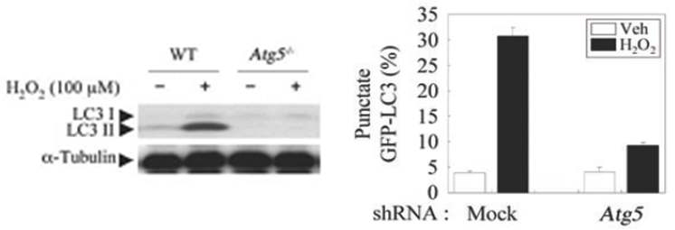 Atg5 KO MEFs에서 H2O2 처리에 의 한 LC3 conversion 조사