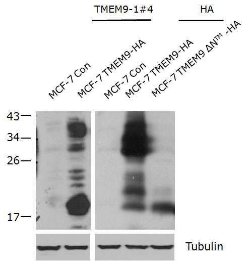 TMEM9 항체제조. MCF-7 세포에 발현된 HA-TMEM9을 제조한 TMEM9 항체를 이용해 관찰