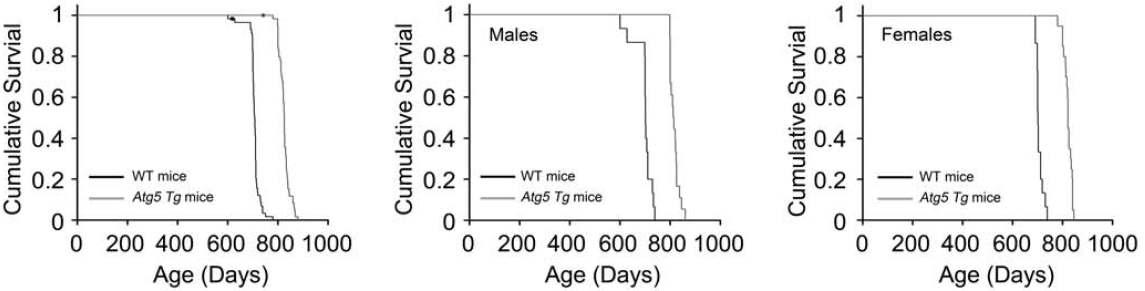 Atg5 Tg mice에서의 lifespan의 연장