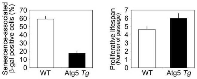 Atg5 Tg mouse의 MEFs에서 cell senescence와 cell proliferation 비교